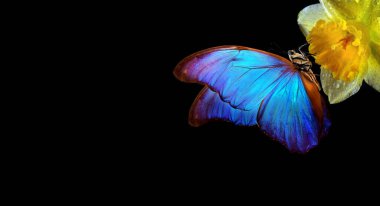 Siyah üzerinde sarı nergis çiçeğinin üzerindeki renkli tropikal morpho kelebeği.