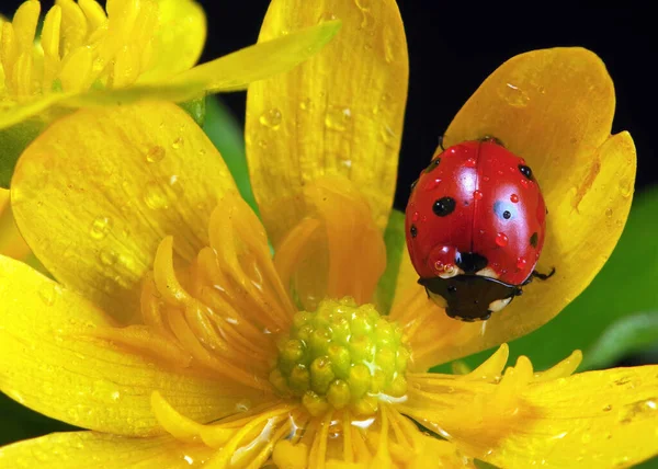 水滴の中の花のテントウムシ テントウムシと春の花 — ストック写真