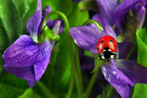 瓢虫在水滴中的花朵上 瓢虫和春花 — 图库照片