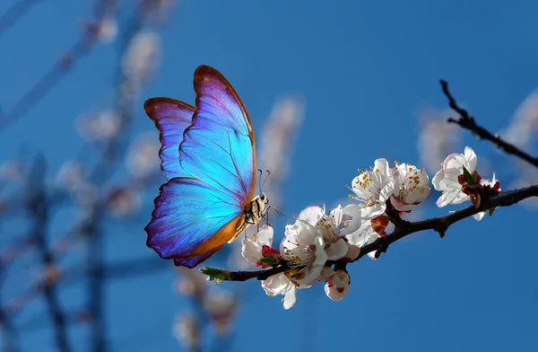 꽃피는 하늘을 배경으로 꽃피는 파랗고 파랗게 빛나는 나비의 — 스톡 사진