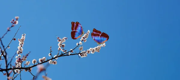 アプリコットの開花 青い空に咲くアプリコットと鮮やかな青のモフ蝶の枝 — ストック写真