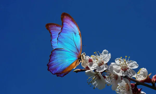 Çiçek açan kayısı. Çiçek açan kayısı dalı ve mavi gökyüzüne karşı parlak mavi morpho kelebeği..