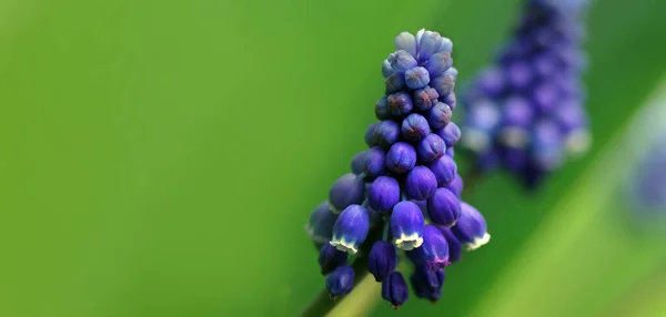 Blauwe Muscari Bloemen Sluiten Blauwe Lentebloemen Tuin Kopieerruimte — Stockfoto