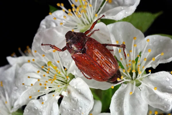 Chafer Peut Être Scarabée Sur Les Fleurs Cerisier Gros Plan — Photo