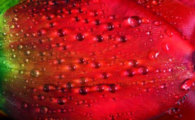 Doğal kırmızı arka plan. Çiyli kırmızı lale yaprağı, yakın plan. Lale yaprağı yağmurdan sonra