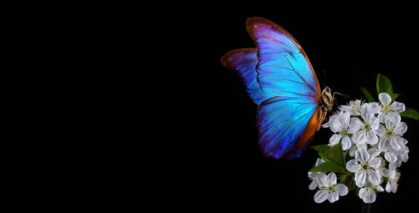 colorful red butterfly on cherry flowers in water drops close-up. bright butterfly and sakura blossoms