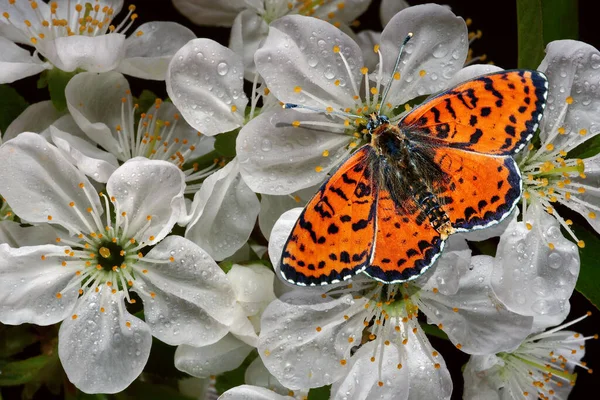 Kleurrijke Rode Vlinder Kersenbloemen Waterdruppels Close Heldere Vlinder Sakura Bloeit — Stockfoto