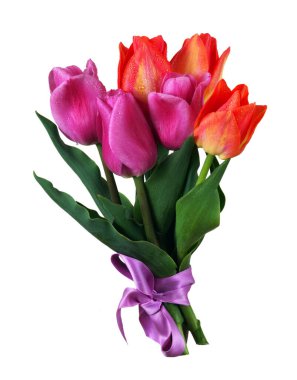 Beyaz üzerinde izole edilmiş renkli laleler.