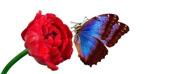 Hermosa Mariposa Morfo Colorido Una Flor Sobre Fondo Blanco Flor — Foto de Stock