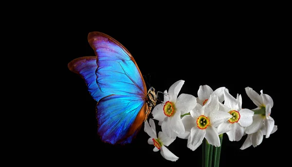 Jasně Modré Morpho Motýl Květy Bílých Narcisů Černém Pozadí — Stock fotografie