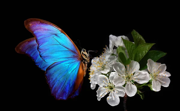 Mariposa Morfo Azul Brillante Una Rama Sakura Floreciente Cereza Mariposa —  Fotos de Stock