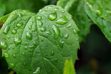 Su damlacıkları ile yeşil yaprak. Yağmurdan sonra 