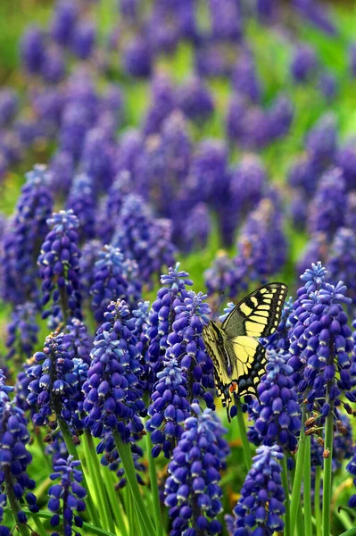 Fleurs Muscari Bleu Fleurs Printemps Bleu Dans Jardin Papillon Hirondelle — Photo