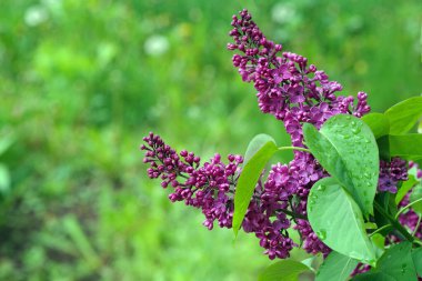 Bahçede çiçek açan leylak. Boşluğu kopyala