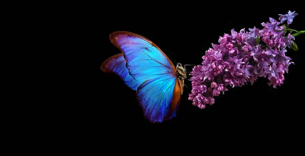 Beau Papillon Morpho Bleu Sur Une Fleur Sur Fond Noir — Photo