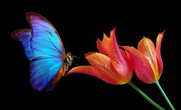 Schöne Bunte Morpho Schmetterling Auf Blumen Auf Schwarzem Hintergrund Tulpenblüten — Stockfoto