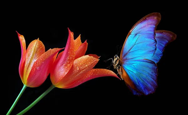 Schöne Bunte Morpho Schmetterling Auf Blumen Auf Schwarzem Hintergrund Tulpenblüten — Stockfoto