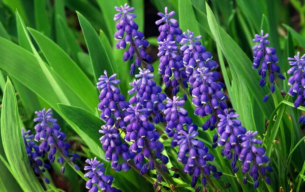 Μπλε Λουλούδια Muscari Κλείνουν Μπλε Ανοιξιάτικα Λουλούδια Στον Κήπο — Φωτογραφία Αρχείου