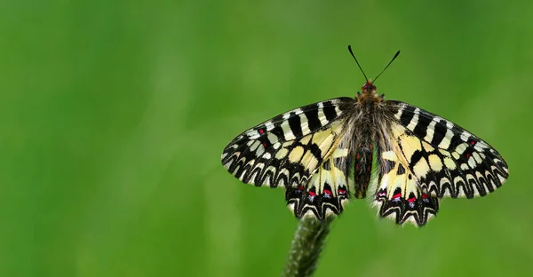 Mariposa Colores Espacio Copia Pradera Verde — Foto de Stock