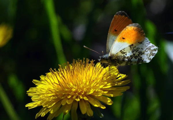 Borboleta Colorida Brilhante Flor Dente Leão — Fotografia de Stock