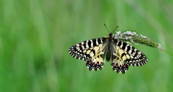 Bunter Schmetterling Auf Der Grünen Wiese — Stockfoto
