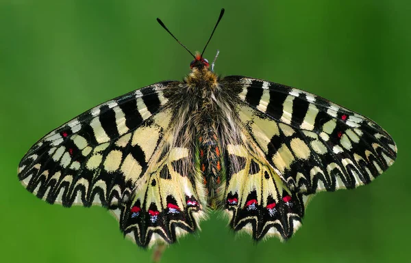 Bunter Schmetterling Auf Der Grünen Wiese — Stockfoto