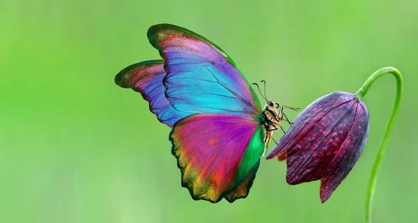 Morpho Lumineux Coloré Papillon Sur Tulipe Sauvage Pourpre — Photo