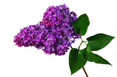 Çiçek açan leylak dalı beyaza izole edilmiş. Su damlalarında mor leylak