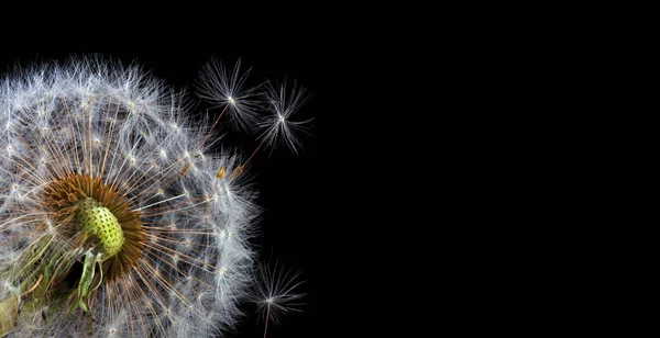 Twee Witte Pluizige Paardebloemen Close Geïsoleerd Zwart — Stockfoto