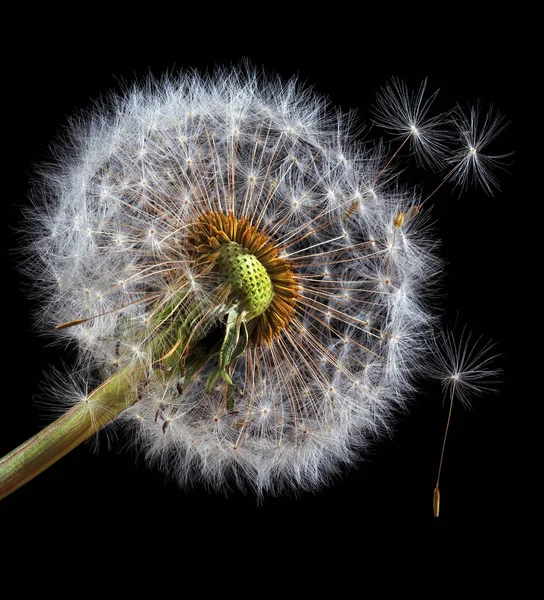 Two White Fluffy Dandelions Close Isolated Black — Stock Photo, Image