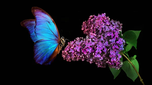 Beautiful Blue Morpho Butterfly Flower Black Background Lilac Flower Dew — Stock Photo, Image