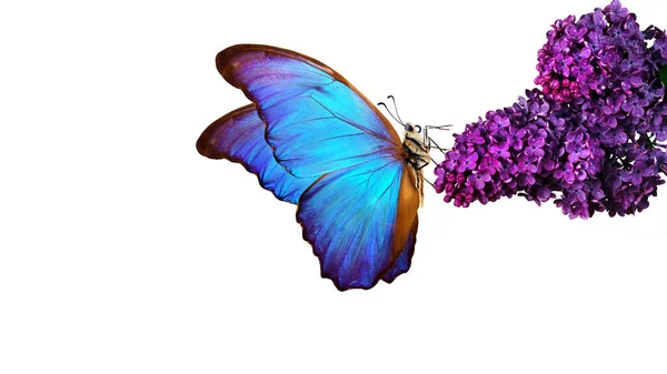 美丽的蓝色蝴蝶在白色背景的花朵上 淡紫色的花在水里滴在白色上 紫丁香和蝴蝶 — 图库照片