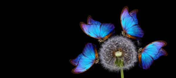 Leuchtend Blauer Morpho Schmetterling Auf Löwenzahnsamen Isoliert Auf Schwarz Nahaufnahme — Stockfoto