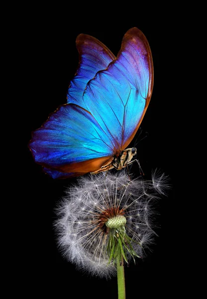 Borboleta Morpho Azul Brilhante Sementes Dente Leão Isoladas Preto Fecha — Fotografia de Stock