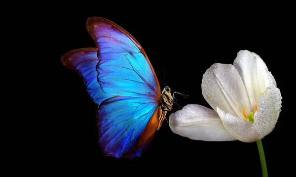 Borboleta Morpho Tropical Azul Brilhante Tulipa Branca Gotas Água Isoladas — Fotografia de Stock