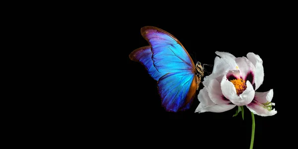 Siyah Arka Planda Bir Çiçeğin Üzerindeki Güzel Mavi Morpho Kelebeği — Stok fotoğraf