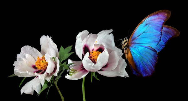 Schöner Blauer Morpho Schmetterling Auf Einer Blume Auf Schwarzem Hintergrund — Stockfoto