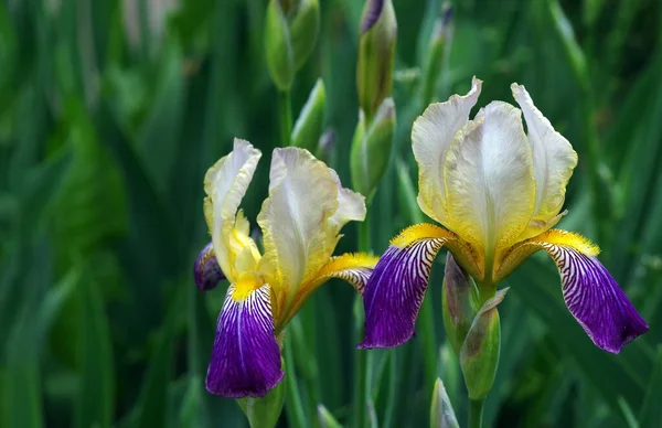 Iris Coloré Dans Jardin Fleurs Printanières Lumineuses — Photo