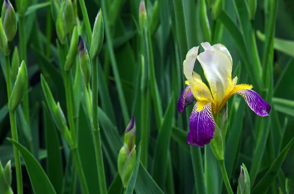 Colorful Iris Garden Bright Spring Flowers — Foto de Stock