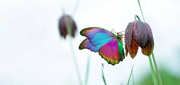 Bright Colorful Morpho Butterfly Purple Wild Tulip — Stock Photo, Image