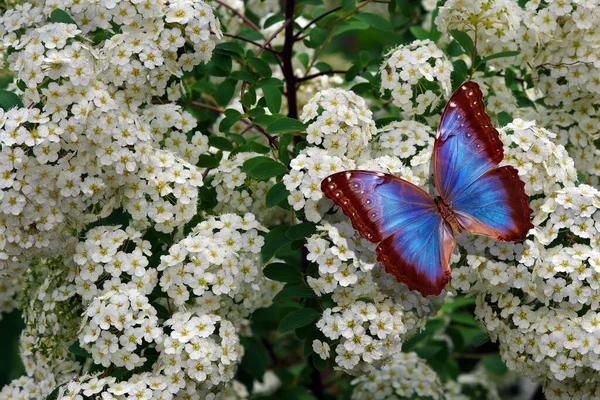 Morpho Azul Brilhante Borboletas Flores Brancas Jardim — Fotografia de Stock