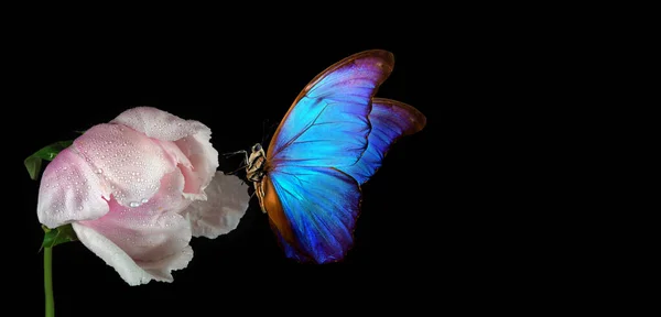 Beau Papillon Morpho Bleu Sur Une Fleur Sur Fond Noir — Photo