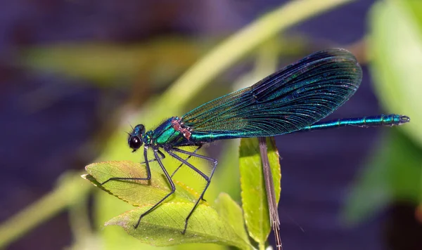 Río Azul Brillante Libélula Cerca —  Fotos de Stock