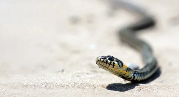 Grass Snake Sand Copy Space —  Fotos de Stock