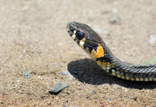 Serpent Herbe Dans Sable Espace Copie — Photo