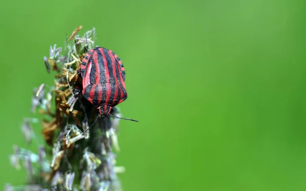 Inseto Listrado Vermelho Uma Lâmina Grama Besouro Brilhante Colorido — Fotografia de Stock