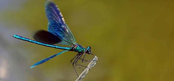 Fluss Leuchtend Blaue Libelle Aus Nächster Nähe — Stockfoto