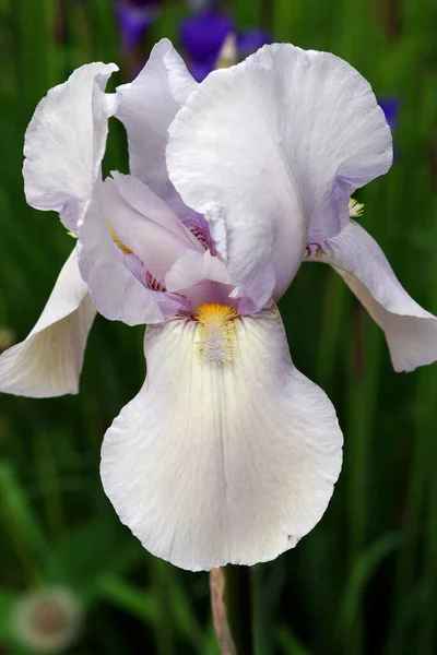 Iris Blanc Fleurissant Dans Jardin — Photo