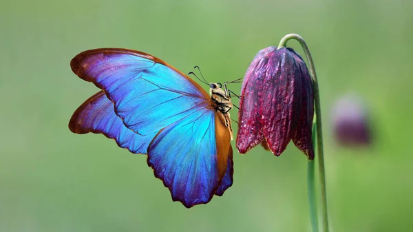 Borboleta Morpho Azul Brilhante Tulipa Selvagem Roxa — Fotografia de Stock