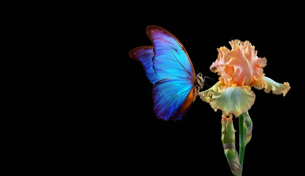 홍채의 아름다운 나비는 고립되어 — 스톡 사진